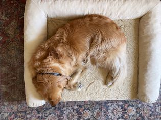 A dog sleeping on FurHaven Plush & Suede Orthopedic Sofa Dog Bed