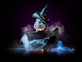 Guinea Pig wearing Halloween witch costume while sitting in a smoking cauldron covered in cobwebs