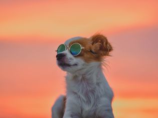 Small dog wearing sunglasses