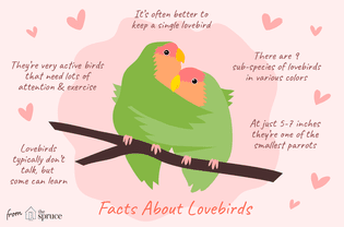 关于爱情鸟的例子。ob欧宝下载最新版