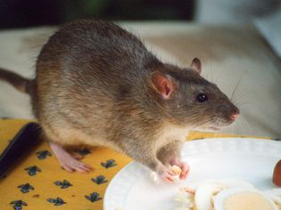 宠物刺鼠在吃零食