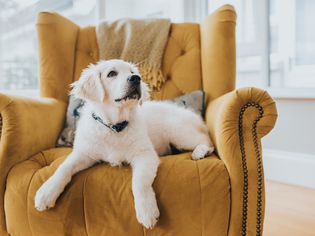 金毛犬小狗躺在黄色扶手椅上，抬头看镜头外
