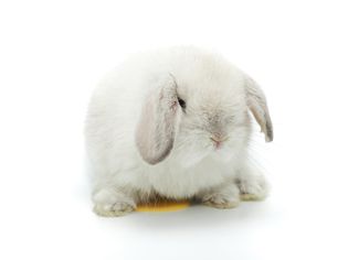 White lop rabbit sitting over puddle of urine.