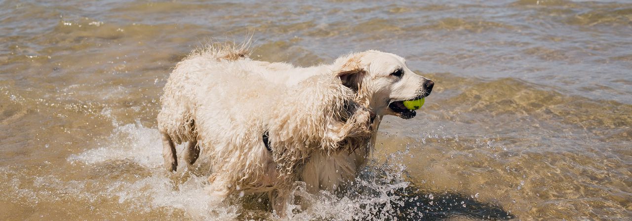 英国拉布拉多狗在海滩水散步，嘴里含着网球