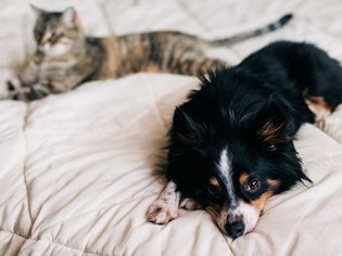 黑色、棕色和白色的狗躺在床罩上，旁边是棕色和黑色的猫