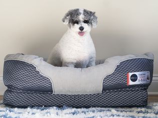 Fluffy dog sitting in a BarksBar Snuggly Sleeper Orthopedic Dog Bed
