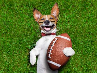 A dog lying on its back in grass holding a football