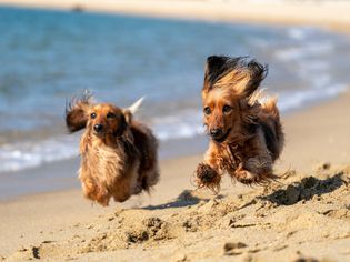 Two brown and black long-haired dogs running on beach