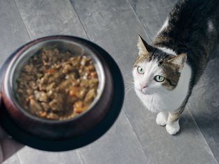 Hand holding a dish of cat food while a cat waits to be fed
