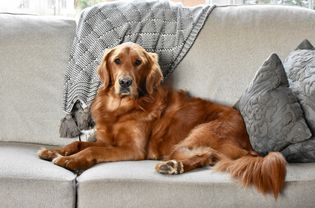 红毛的金毛猎犬躺在灰色的沙发上