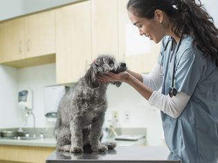 混合种族兽医在医院检查狗