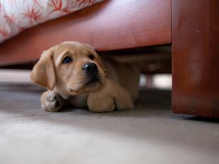 藏在床下的小狗