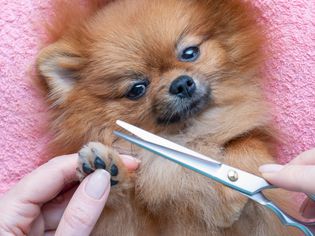 Pomeranian laying against a pink surface while a hand holds their small paw and another hand holds a pair of scissors