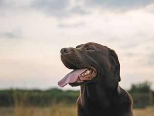 一只巧克力色的拉布拉多寻回犬在日落时分吐着舌头