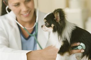 兽医用听诊器听狗的心脏。