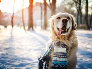 金毛猎犬伸出舌头站在外面的冬天，地上有雪，他戴着围巾