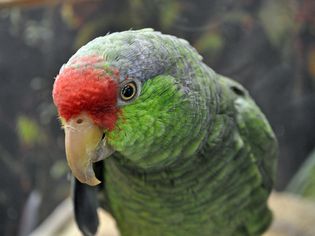 红冠亚马逊鹦鹉盯着摄像机。