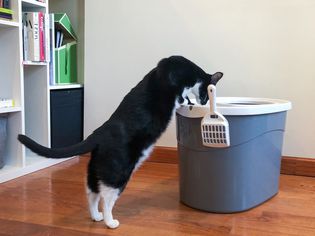 Cat standing on its back legs looking into the IRIS Top Entry Cat Litter Box displayed on hardwood flooring