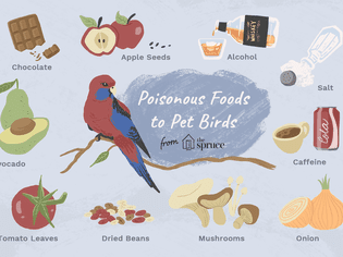 给宠物鸟吃有毒食物的插图ob欧宝下载最新版
