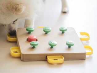 狗狗在玩拼图游戏