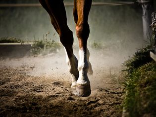 马小跑时的前腿。
