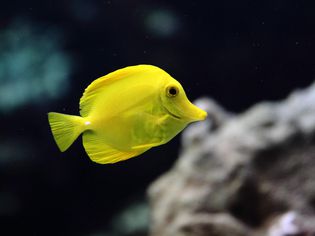 黄色的热带鱼与珊瑚的背景