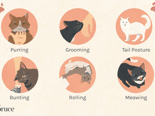 猫是如何表达爱的插图
