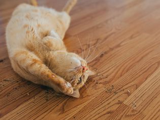 Cat lying on back on wood floor sprinkled with catnip
