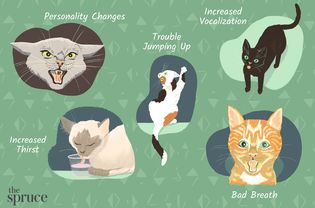 Signs That Your Cat Is Sick