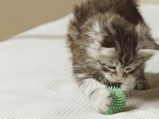缅因小猫在床上玩玩具