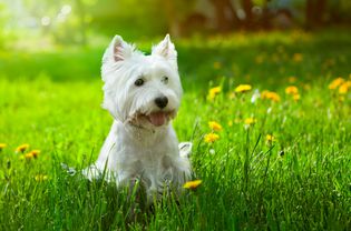一只长着又长又白的毛和尖尖的耳朵的小猎犬坐在草地上。