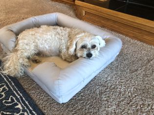 A dog laying down on the Pet Fusion Ultimate Dog Bed