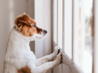 可爱的小狗用两条腿站立，望向窗外寻找或等待主人。宠物在室内