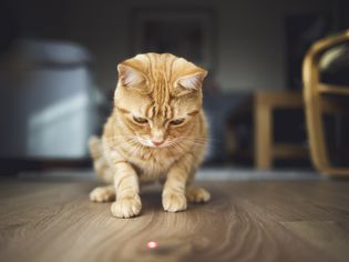 姜猫从木地板上的红色激光点开始。