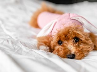 浅棕色的毛茸茸的狗穿着粉红色的狗衣服躺在白色的床上