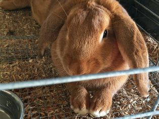Velveteen Lop Rabbit in a cage
