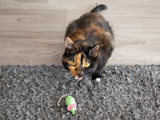 橙色和黑色的猫后面的绿色玩具老鼠在灰色的地毯