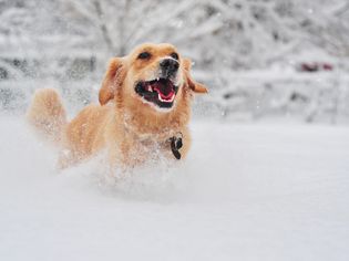 一只金毛猎犬在雪地里奔跑。