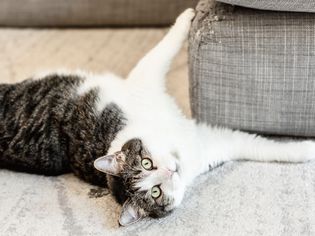 棕色和白色的猫挠沙发的角落