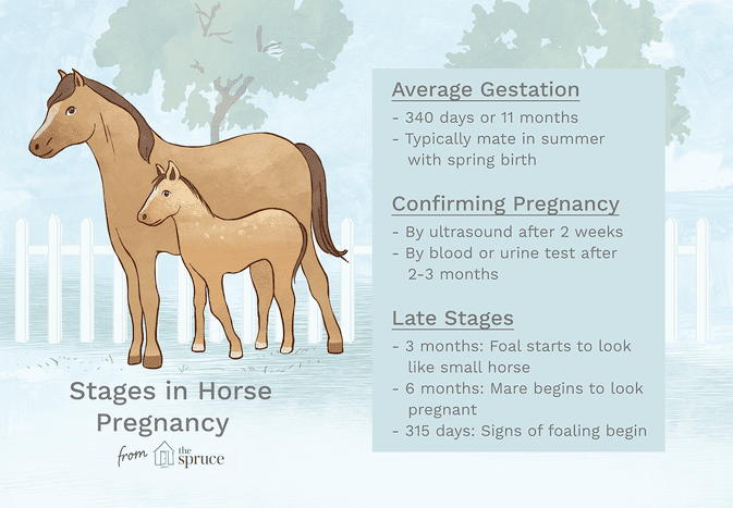 马怀孕阶段的图解