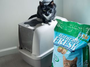 Cat perched on top of a litter box next to a bag of Naturally Fresh Walnut-Based Quick-Clumping Cat Litter