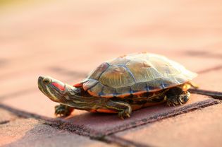 一只红耳朵龟走在车道上