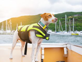 穿着救生衣的狗站在绿树成荫的山前的船上。