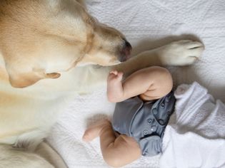黄色拉布拉多猎犬躺在婴儿旁边