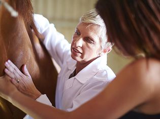 脊椎按摩师在检查一匹马。