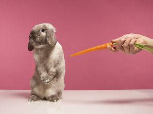 Hand offering a carrot to a rabbit standing on a white surface against a bright pink background