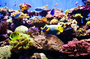 色彩斑斓的鱼水族馆