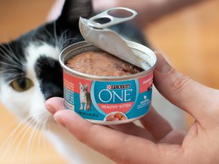 Hand holding an opened can of Purina ONE Healthy Kitten Wet Food next to a cat