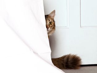 躲在窗帘后面的猫