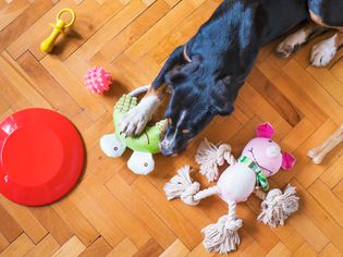 A black and tan dog surrounded by various toys on a wooden floor
